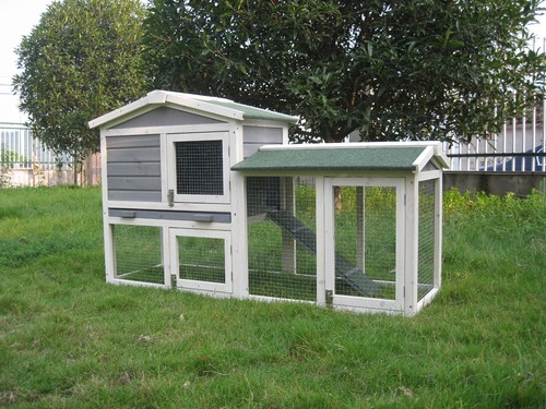 Rabbit guinea pig - pig, hutch