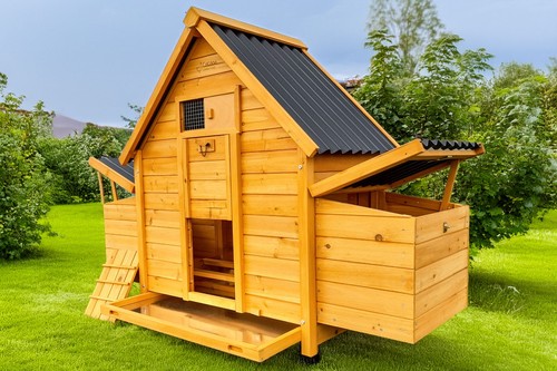 Chicken coop run hen - chicken,